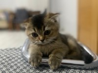 Scottish fold 2 aylik kedi iç parazit var