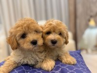Tüy yumağı maltipoo