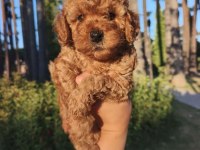 Toy Poodle Yavrularımız