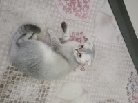Scottish fold dişi kedi