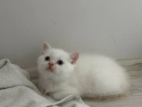 British shorthair ve scottish fold