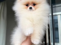 Pomeranian yavrularımız teslime hazır