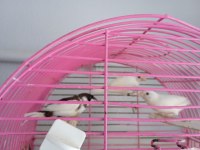 Bengal İspinoz Finch 3 Adet