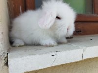 Sevimli tavşan minikler