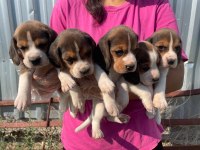 Irk ve sağlık garantili beagle yavrular