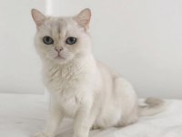 Show kalite british shorthair