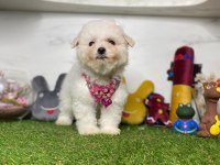 MALTESE TERRİER YAVRULARI