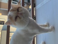 Eş exotic shorthair kediler