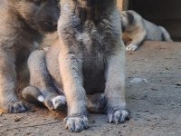 ORJİNAL DEV KANGAL YAVRULAR