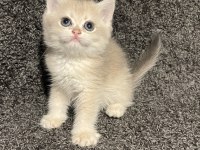 Anne Baba Şecereli Safkan British Shorthair AY12
