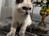 BRİTİSH KEDİSİ YAVRULAR