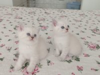 Saf Kan British Shorthair Yavrular