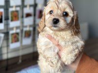MİNİ MALTİPOO YAVRULARIMIZ