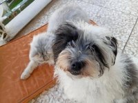 Maltipoo (beyaz ve siyah)