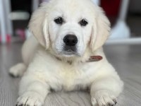 Safkan Golden Retriever Bebekler