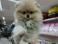 Yeni yuvalarına gitmeye hazır pomeranian