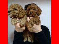 HARİKA KALİTEDE POODLE YAVRULARIMIZ