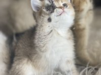 British shorthair golden anne baba şecereli dişi
