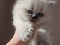 Blue point british shorthair rezerve ye açık