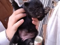 Cane corso yavrularımız doğmuştur