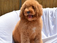 DEV LABRADOODLE BEBEKLER