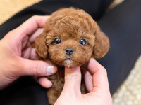 SUPER STAR TOY POODLE YAVRULARIM