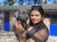 Blue mavi gözlü cane corso yavrularım