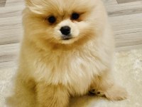 Sahibinden Pomeranian Yavruları