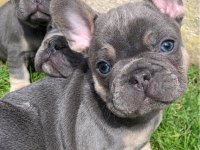 French bulldog blue gri mavi gözlü orijinal safkan garanti