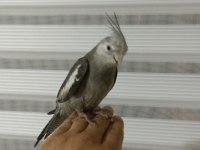 Erkek konuşur vaziyette sultan papağanı grey