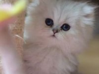 Harika Ötesi British Longhair İsteyen Buyursun