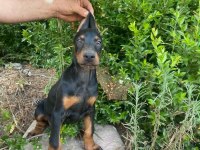 Orjinal Doberman Yavrularımız
