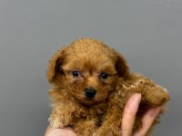 Koyu kahve maltipoo yavrularım
