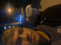 Full evcil jako papağanı
