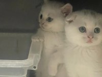 British shorthair bembeyaz bebekler yuva arıyor