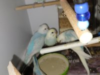 2 aylık muhabbet kuşu 5 adet