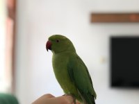 5 Aylık Pakistan Papağanı
