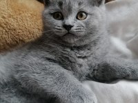 Babalık Hakkımız Teslime Hazır British Shorthair