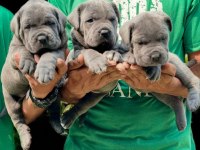 Black ve blue üst sınıf cane corso yavruları
