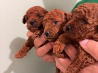 Kore Teacup ve Toy Poodle Yavrular