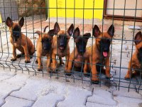 Muhteşem kan hattı malinois yavrular