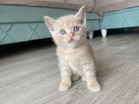 Scottish Fold Sağlıklı Ev Kedilerim