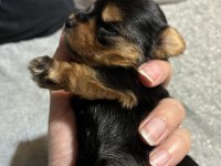 Saf kan a kalite Türkiyede böylesi yok yorkshire terrier