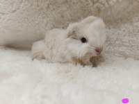 Sevimli Guinea Pig Yavrular