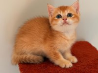 Altın Sarısı Golden British Shorthair Kızım