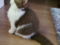 Cinnamon Bicolor Dişi British Shorthair