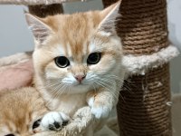 Show kalite british shorthair golden by11 by12 yavrular