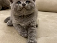 A Kalite Ayı Kafa Yavru British Shorthair