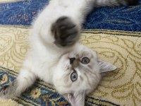 Kedimiz boncuk yeni yuvasını arıyor