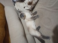 Sahiplendirilecek scottish fold kırık kulak